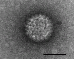 Bluetongue disease / virus